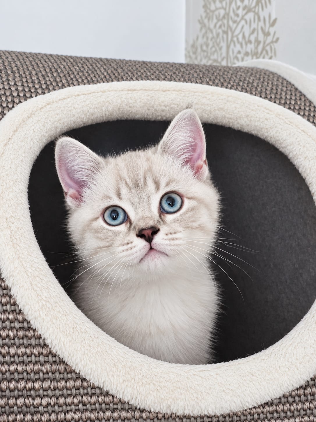 Kitten Image: Kalani